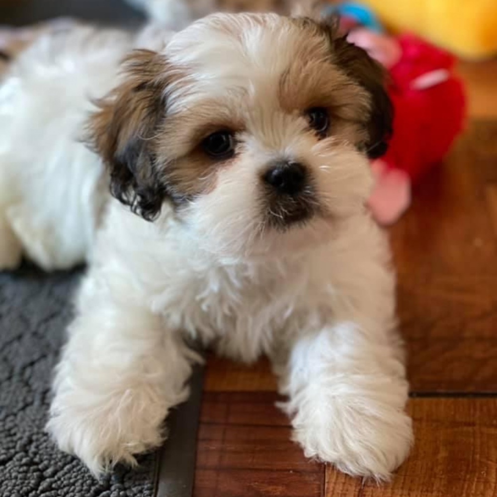 Meet your Posher, Cesar